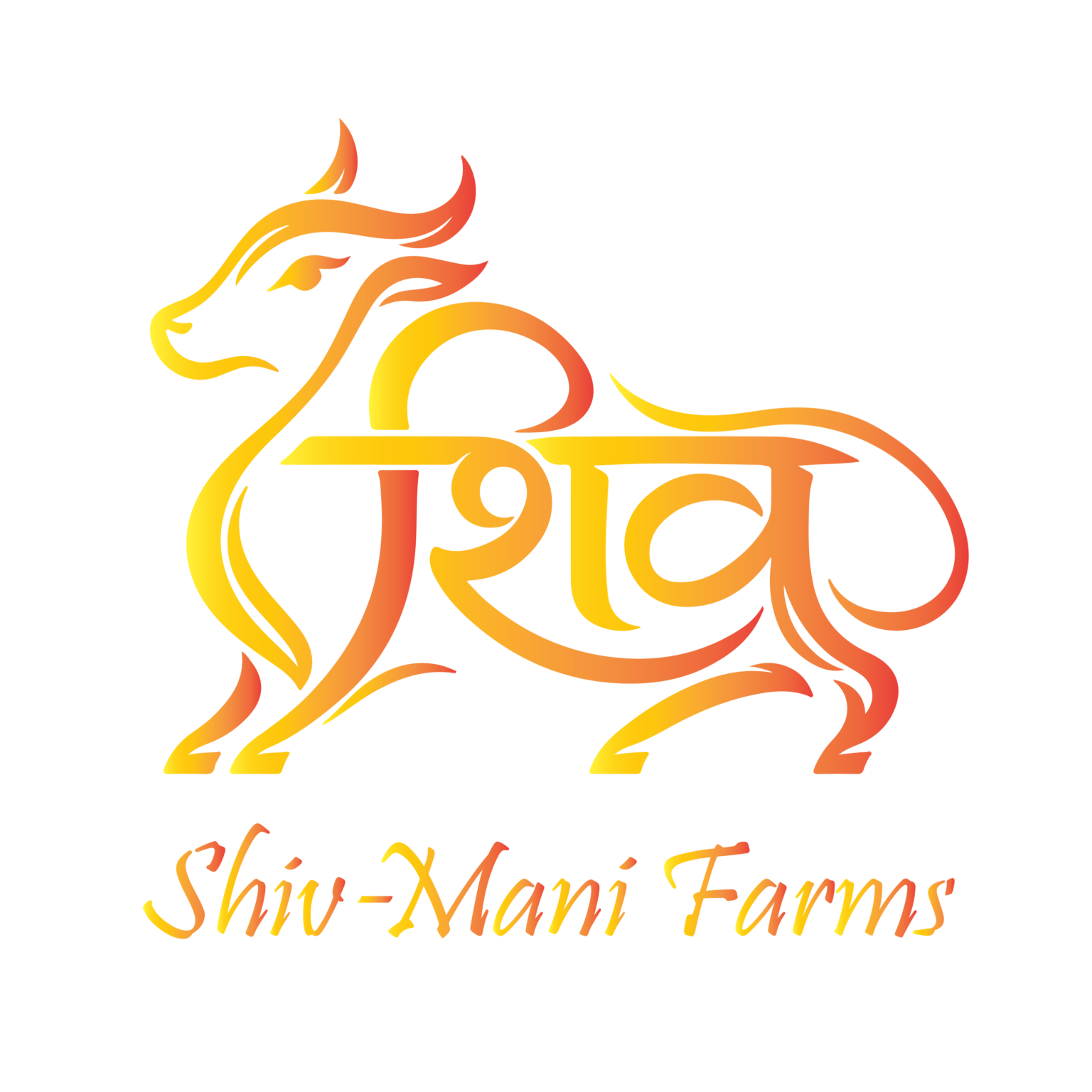 shiv-mani farms bull yello orange